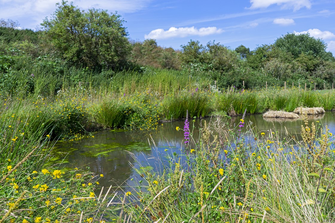 Coleshill eco-mitigation reception site July 2019: Credit: Jeremy De Souza
(Coleshill, eco, mitigation, environment, pond, green, trees, LMJV, biodiversity, newts)
Internal Asset No. 8458