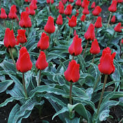 Tulip Red Riding Hood - Please Credit Taylors Bulbs: Tulip Red Riding Hood - Please Credit Taylors Bulbs