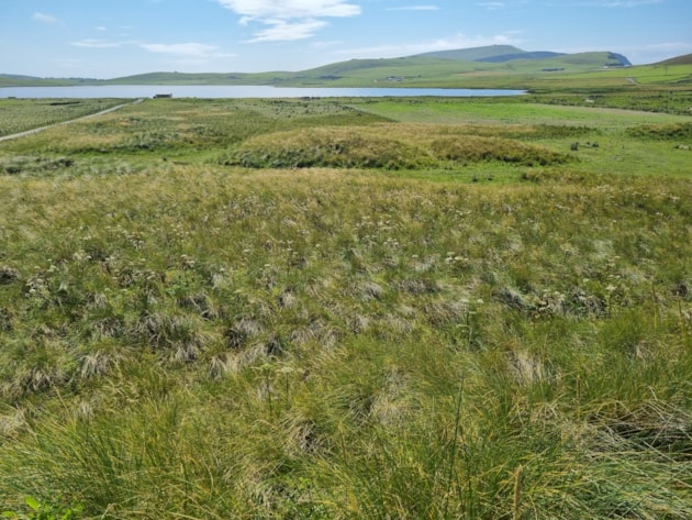 Crofting land at Spiggie (c) Nathalie Pion