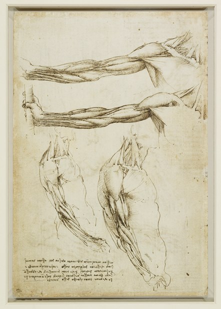 The veins and muscles of the arm by Leonardo da Vinci. Royal Collection Trust © Her Majesty Queen Elizabeth II 2021