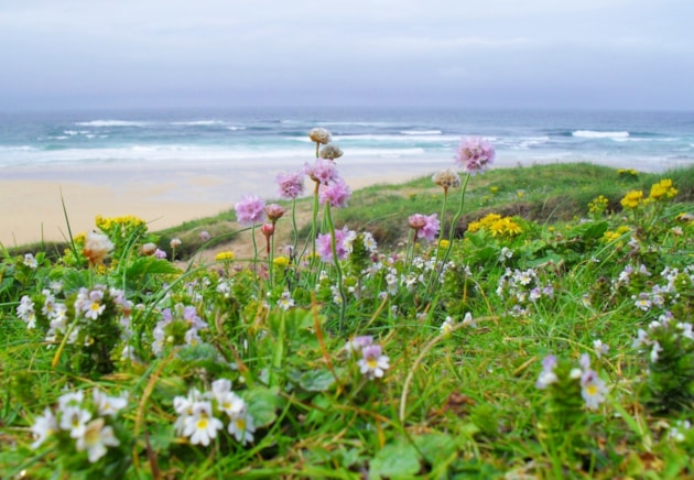 A worms eye view of the machair - exhibited at the OHWF 2024 art exhibition (c) Lindsay Bradley