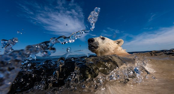 Stunning images unveiled as Wildlife Photographer of the Year arrives in Sewerby Hall and Gardens in May: Image copyright Martin Gregus