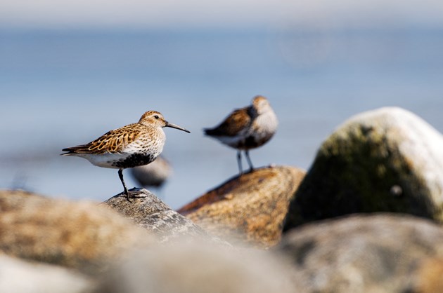 Wintering waterbirds on the increase: Dunlin ©Lorne Gill/NatureScot