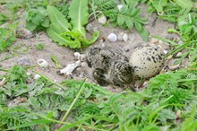 Oystercatcher nest and chick ©Lorne Gill/NatureScot