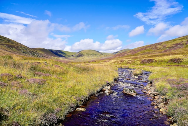 The soil survey will help to identify where future tree planting may be more successful.