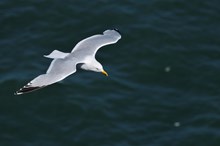 Herring gull ©Lorne Gill/NatureScot
