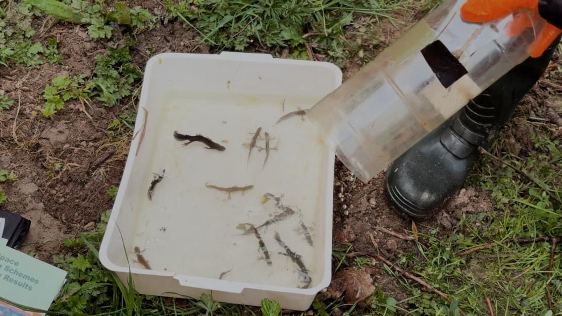 Newts in a tray after being humanely caught for relocation