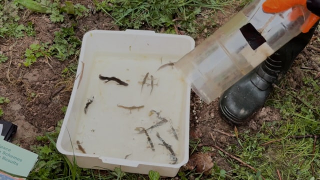 Newts in a tray after being humanely caught for relocation: Newts in a tray after being humanely caught for relocation
