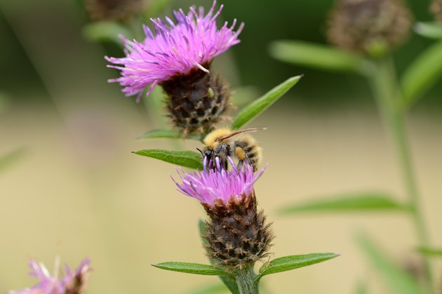 Common carder bee feeding on a knapweed flower head ©Lorne Gill/SNH