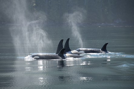 Group of Northern Resident killer whales Volker Deecke