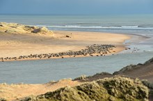 Grey seals  and sand dunes at the Ythan estuary  Forvie National Nature Reserve ©Lorne Gill/SNH