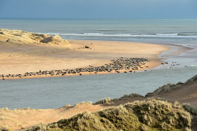 Community pulls together to safeguard seals: Grey seals  and sand dunes at the Ythan estuary  Forvie National Nature Reserve ©Lorne Gill/SNH