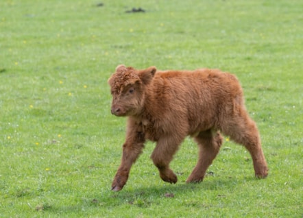 Highland calves at the National Museum of Rural Life. Photo © Chris James  (6)