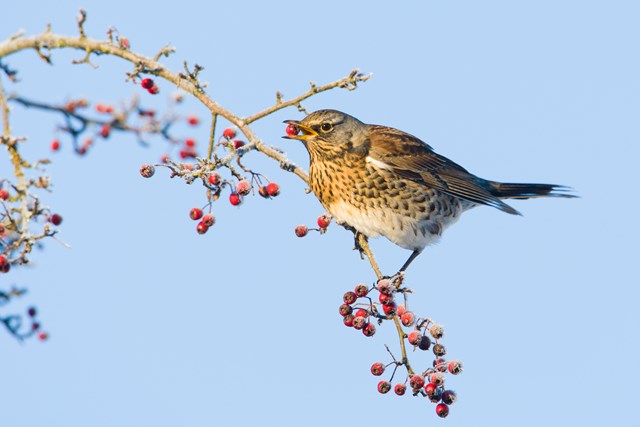 FieldfareeatingberriescreditDavidWhitaker