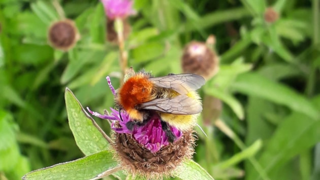 Shetlanders asked to get out and count their local drummiebees: Shetland Bumblebee Bombus muscorum ssp agricolae, Richard Comont 2