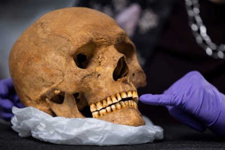 Dr Jess Thompson examines the skull of a man from Roman Scotland. Photo © Duncan McGlynn (3)