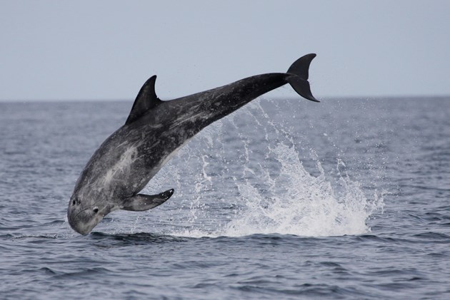 Risso's dolphin (c) Nicola Hodgins WDC