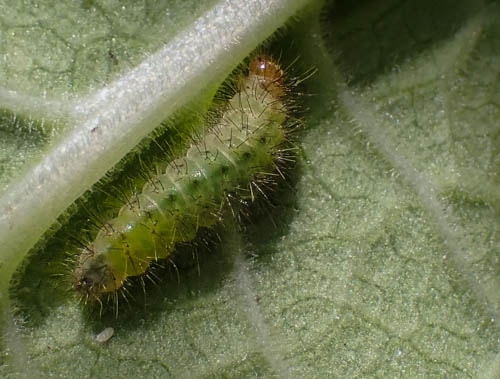 larvae identified in area where we cleared