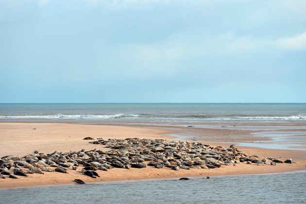 Forvie-D7371 - seals