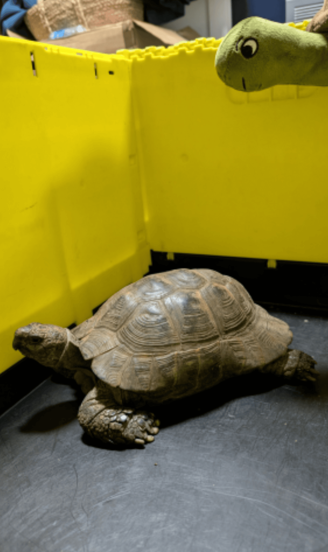 Tortoise And Turbo