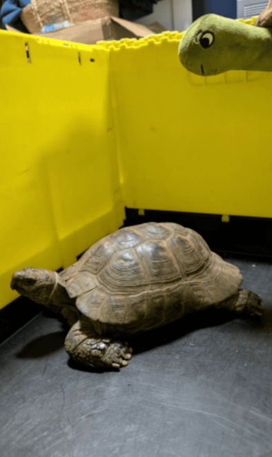 Tortoise And Turbo
