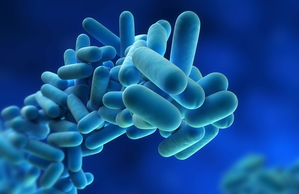 legionella under microscope