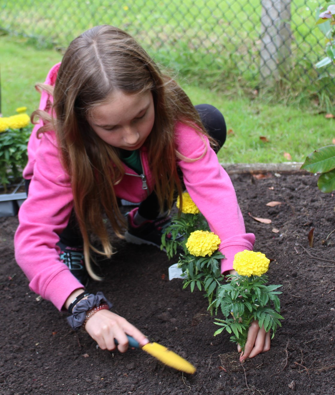 Volunteers establish flowerbeds to support local bee populations