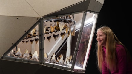 Connie Blacklaw (11)  meets a megalodon at the National Museum of Scotland’s exhibition Giants. Photo © Stewart Attwood cropped
