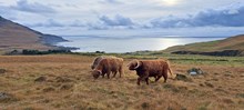 Highland cattle on Rum ©Lesley Watt/NatureScot