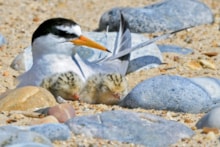 Stock image of a Little Tern and chicks ©Kevin Simmonds RSPB