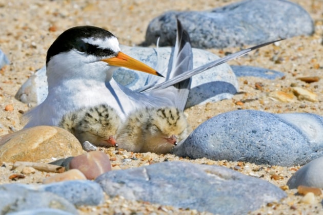 Islay Airport creates safe landing zone for Little Terns: Stock image of a Little Tern and chicks ©Kevin Simmonds RSPB