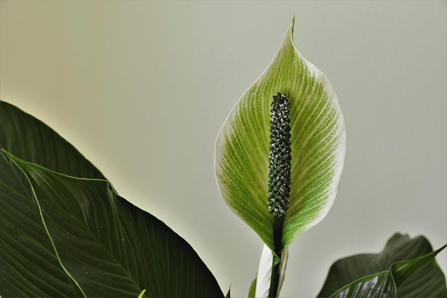 BGC Peace Lily - Pixabay