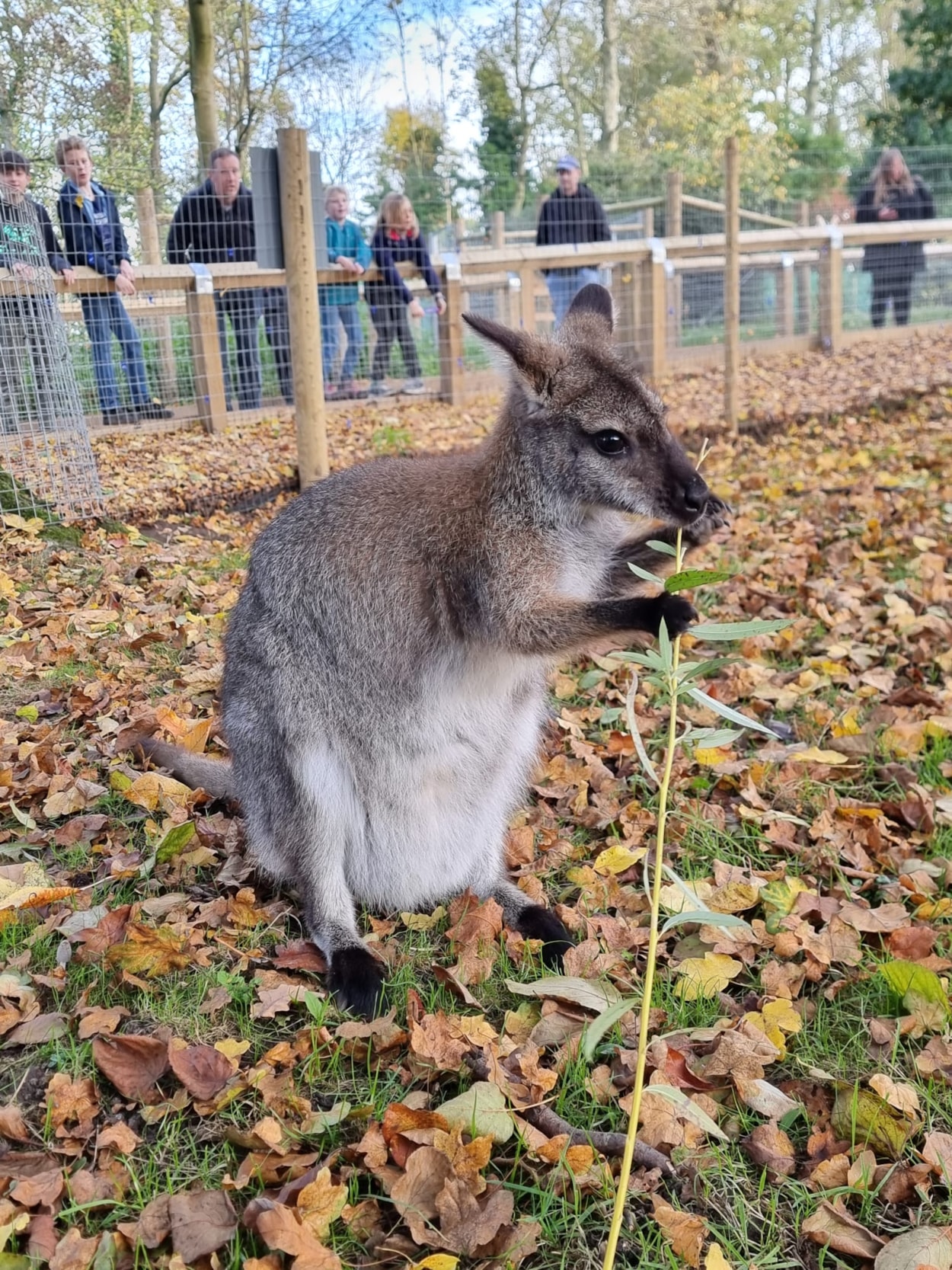 Wallabies at Lotherton: The six female wallabies have settled well into their new home at Lotherton Wildlife World.