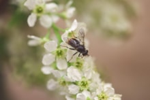 Pine hoverfly - RZSS