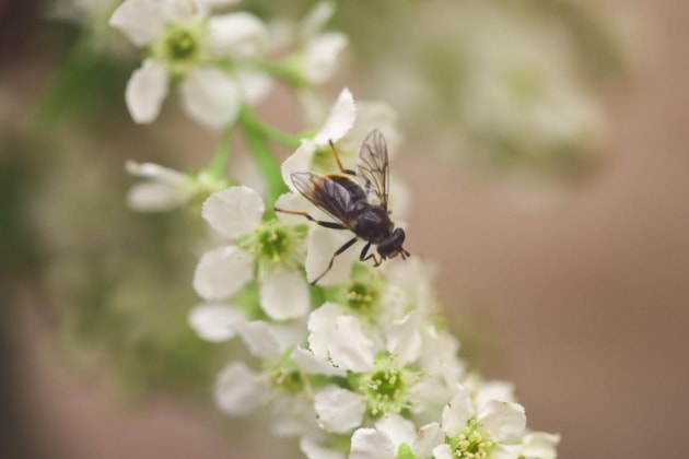 Pine hoverfly - RZSS