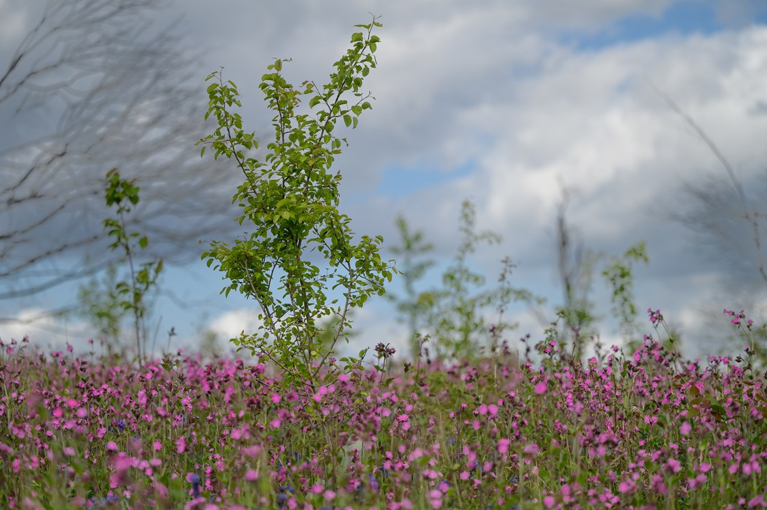 Red campions and bluebells surrounding established saplings at Cubbington, May 2022