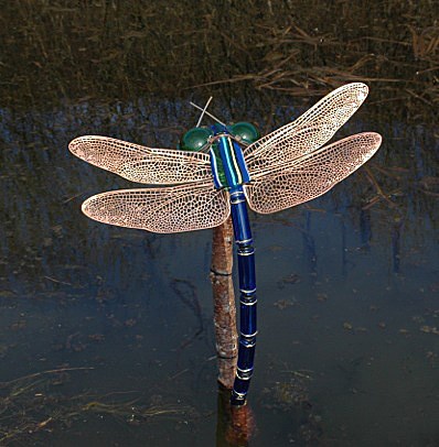 dragonfly: dragonfly by Lucinda Hopkinson