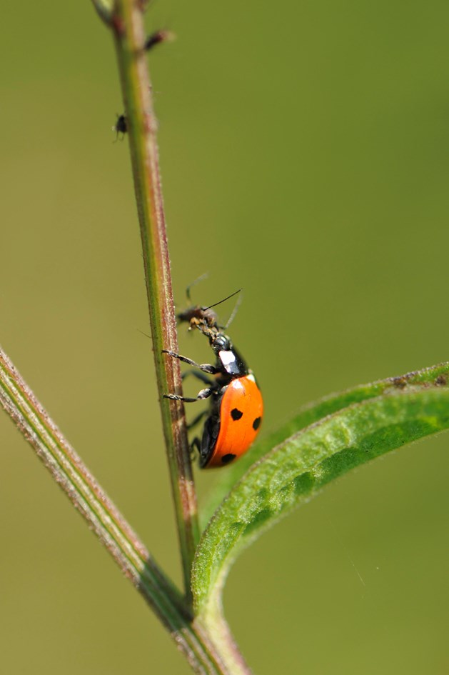 Six-spot ladybird eating an aphid ©Lorne Gill/NatureScot