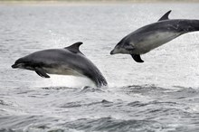 Bottlenosed dolphins in the Moray Firth ©Lorne Gill SNH