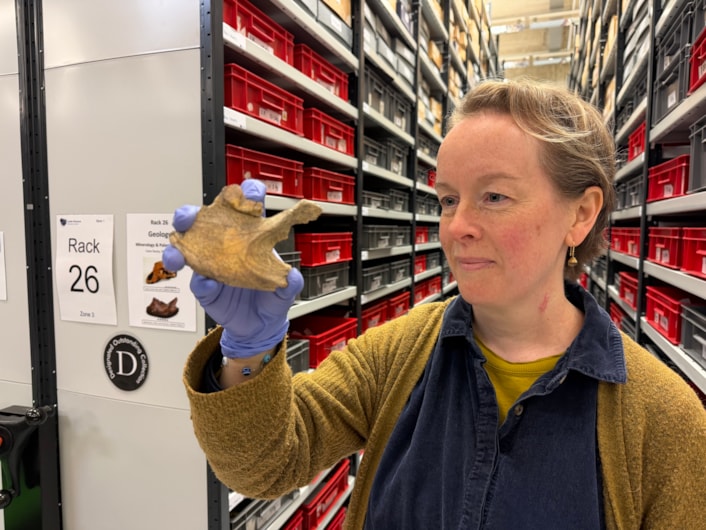 Ice Age remains: Also preserved in Leeds are the teeth and jawbone of an ancient cave hyena, discovered in Kirkdale Cave in North Yorkshire. Cave hyenas were once apex predators in countries all over Europe, hunting and feeding on other large mammals including deer and wild horses. Curator Clare Brown is shown here with the hyena jawbone.