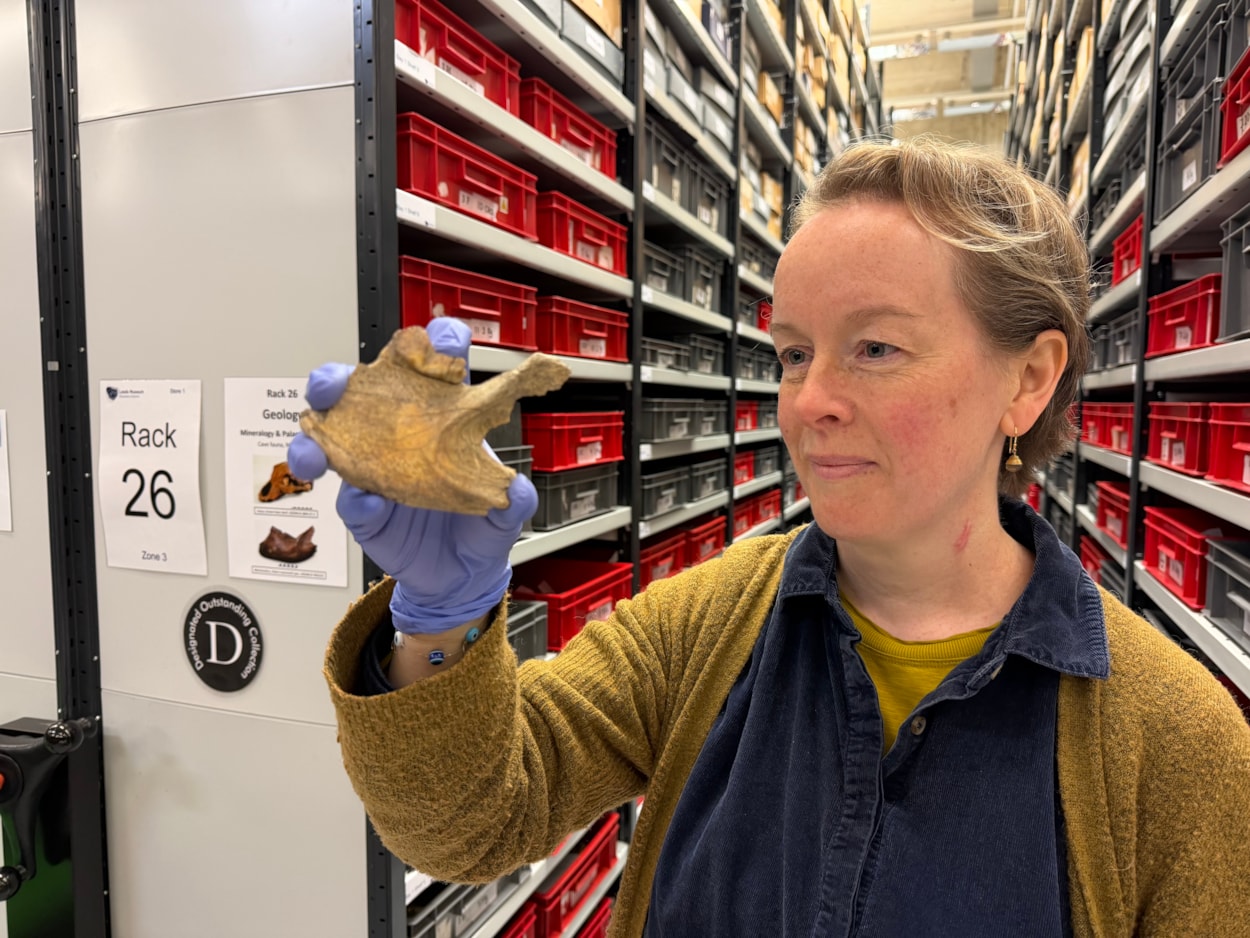 Ice Age remains: Also preserved in Leeds are the teeth and jawbone of an ancient cave hyena, discovered in Kirkdale Cave in North Yorkshire. Cave hyenas were once apex predators in countries all over Europe, hunting and feeding on other large mammals including deer and wild horses. Curator Clare Brown is shown here with the hyena jawbone.