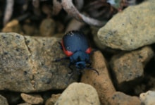 Da Peerie Red Scarred Wan, or Plantain Leaf Beetle, at the Keen of Hamar (c) Molly Harvey