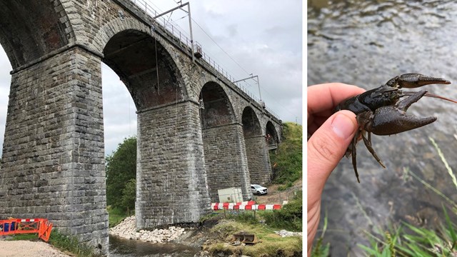 Endangered crayfish rescued during Victorian viaduct strengthening: Docker Garths viaduct and white clawed crayfish composite