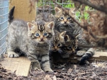 Kittens born in the Saving Wildcats Conservation Breeding for Release Centre. © Saving Wildcats