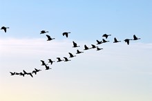 Caerlaverock-skein of grey geese - credit Lorne Gill-SNH