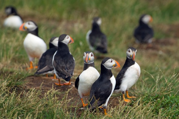 puffins - Lorne Gill-SNH