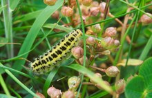 Six spot burnet moth caterpillar