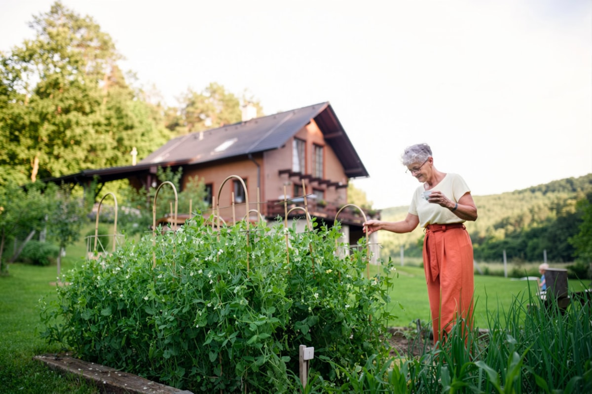 Summer garden