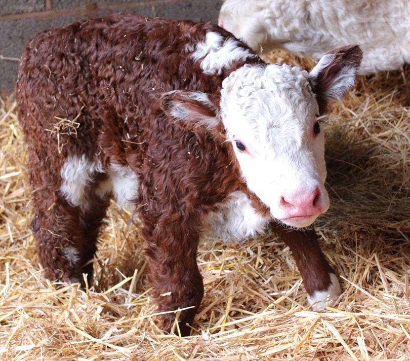 Cute new arrival marks the beginning of 2018 at Home Farm: herefordcalf2-2.jpg