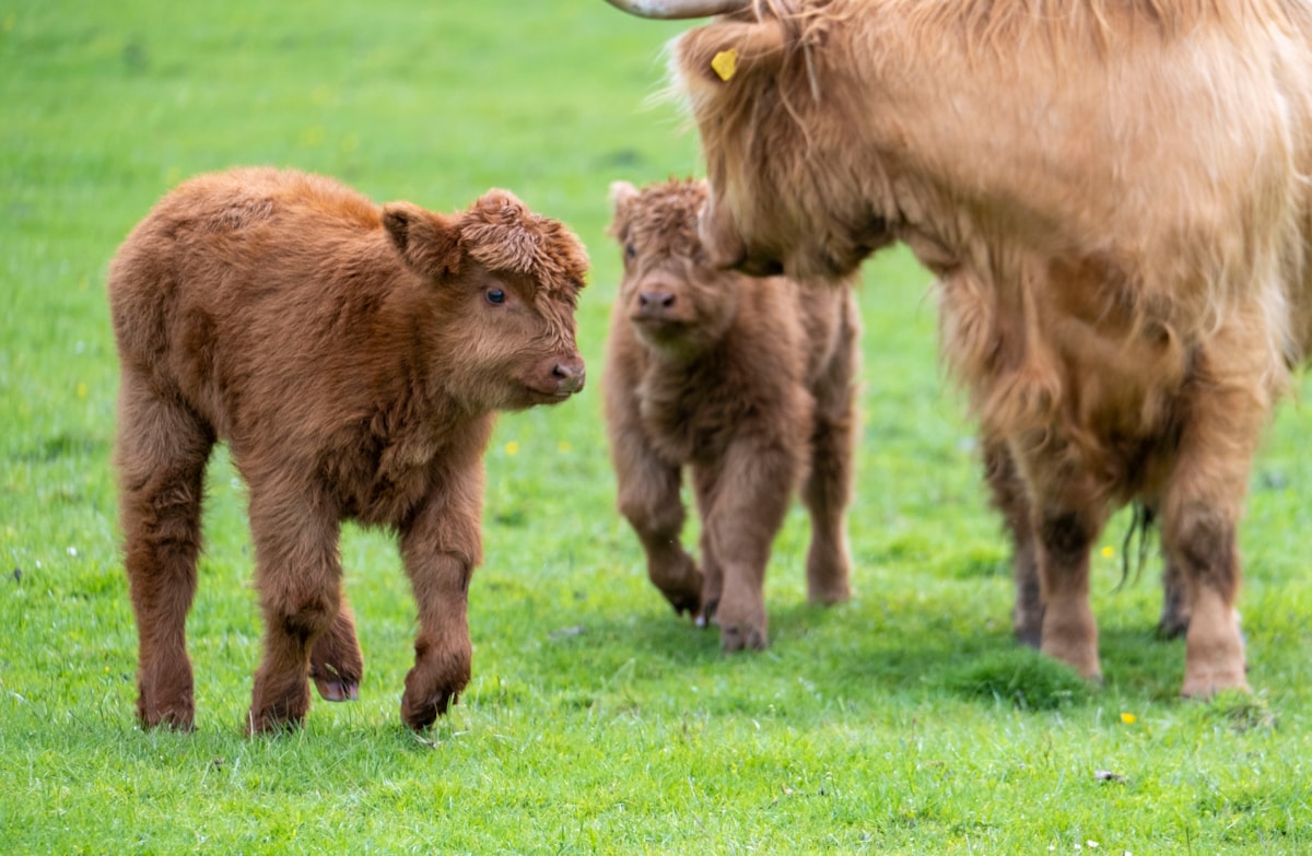 Highland calves at the National Museum of Rural Life. Photo © Chris James  (4)